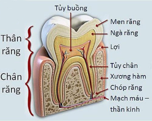 Cấu tạo tủy răng Cấu tạo tủy răng
